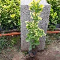 گل شمشاد|گل و گیاه طبیعی|رشت, حمیدیان|دیوار