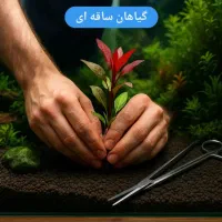 ماهی گیاه آکواریوم