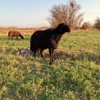 قوج شیشک قره قزل|حیوانات مزرعه|میانه, |دیوار