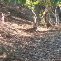 سگ تازی اصیل شکار بلد|سگ|گرگان, |دیوار