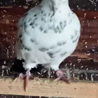 کبوتر گرفته|حیوانات|رشت, گلسار|دیوار