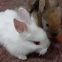 بچه خرگوش میکس خوش رنگ و چشم اشکی|موش و خرگوش|گرگان, |دیوار