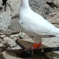 گوره ای|پرنده|بوشهر, |دیوار