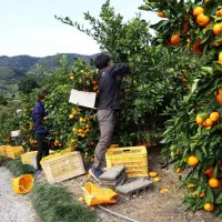باغدار جهرمی کوددهی اصولی باغ پرتقالت رو جدی بگیر