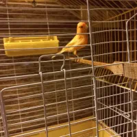 فروش قناری نر بخون حرفیی مست مست|پرنده|آمل, |دیوار