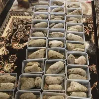 عسل شاخه ای