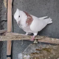 طوقی|پرنده|مبارکه, |دیوار