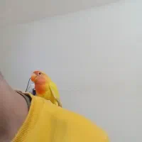 کوتوله فول دستی صورت هلویی|پرنده|مشهد, ابوذر|دیوار