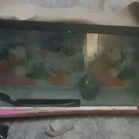 آکواریوم 130سانت