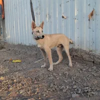 فروش|سگ|کرج, اخترآباد|دیوار