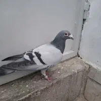 کفتر