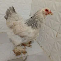 برهما وآمروک|حیوانات مزرعه|مشهد, شهید علی محمدی|دیوار