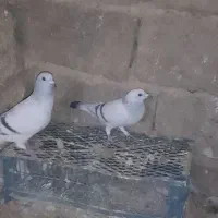 سلام سه کفتر دونر ویک.ماد 1500000|پرنده|کرباسک, |دیوار