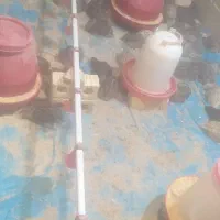 بلدرچین زنده و ارگانیک|حیوانات مزرعه|دیشموک, |دیوار