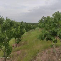 باغ ویلا سندار با انواع درختان میوه با منظره عالی|فروش خانه و ویلا|قزوین, |دیوار