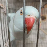 طوطی ملنگو اوپال آبی ماده مست با تست