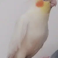 عروس هلندی گمشده|پرنده|بندر دیر, |دیوار