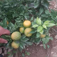 انواع نهال ثمری و زینتی|خدمات باغبانی و درختکاری|شیراز, گل سرخ|دیوار