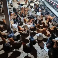 مرغ تخم گذار گلپا ۷ماهه