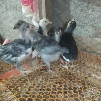 تخم مرغ نطفه دار گلین لری|حیوانات مزرعه|شهرضا, |دیوار