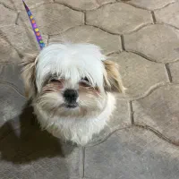 توله شیتزو سوپرفلت