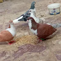 کبوتر رنگه