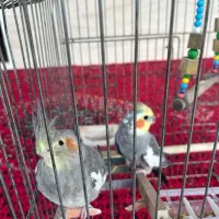 عروس هلندی