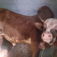 گاو نر محلی