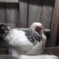 تخم مرغ امپراطور|خوردنی و آشامیدنی|لنگرود, |دیوار