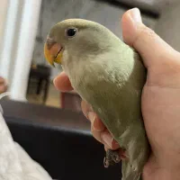 طوطی برزیلی گم شده