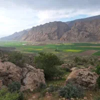 اجاره گوجه فرنگی