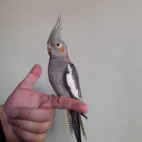 عروس هلندی اهلی سخنگو