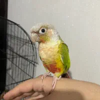 گرینچیک جفت با قفس و لونه