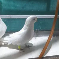 سلام امروز دو کبوتر داخل کلدوزخ دو دزدیده شد