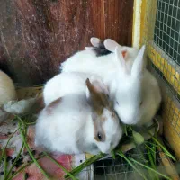 بچه خرگوش و خرگوش بزرگ  مرغ و خروس معاوضه با پرنده|موش و خرگوش|زاهدان, |دیوار