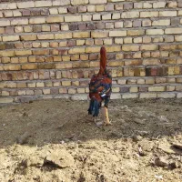 لاری|حیوانات مزرعه|تایباد, |دیوار