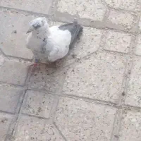 سه تا کفتر نر بیرونی|پرنده|شیراز, دارالرحمه|دیوار