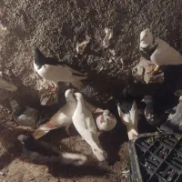 کبوتر پرشی|حیوانات|نیشابور, دربقاضی|دیوار