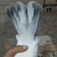 کبوتر  جوجه کوهی نر