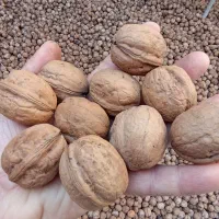 گردو اصل تویسرکان همدان   ارگانیک|خوردنی و آشامیدنی|تهران, میرداماد|دیوار