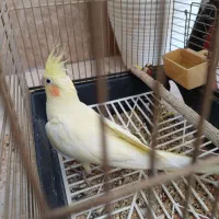 عروس هلندی سرحال