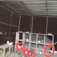 پنج عدد کبوتر