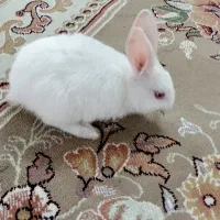 خرگوش کوچک و تمیز
