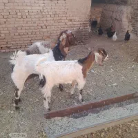 میش جوان و بز جوان