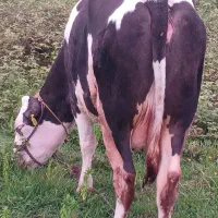 گاوسمینتال شیری.ابستن