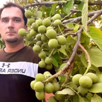 نهالستان گردو و بادام های اقتصادی دیرگل