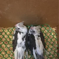 جوجه البینو دوکت عروس هاندی