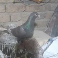 ماده سرکه ای درمرودشت