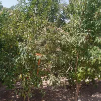 پیاز می چینیم