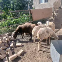 گوسفند فروشی
